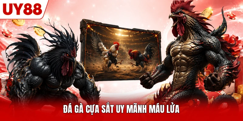 Đá gà cựa sắt uy mãnh máu lửa Đá gà cựa sắt uy mãnh máu lửa