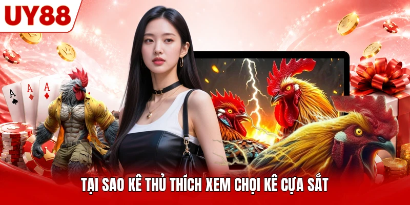 Tại sao kê thủ thích xem chọi kê cựa sắt Tại sao kê thủ thích xem chọi kê cựa sắt